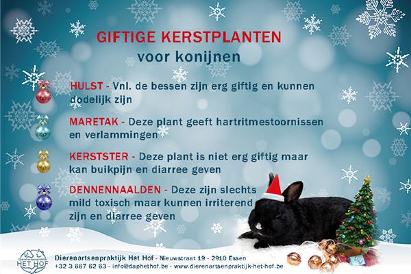 Giftige kerstplanten